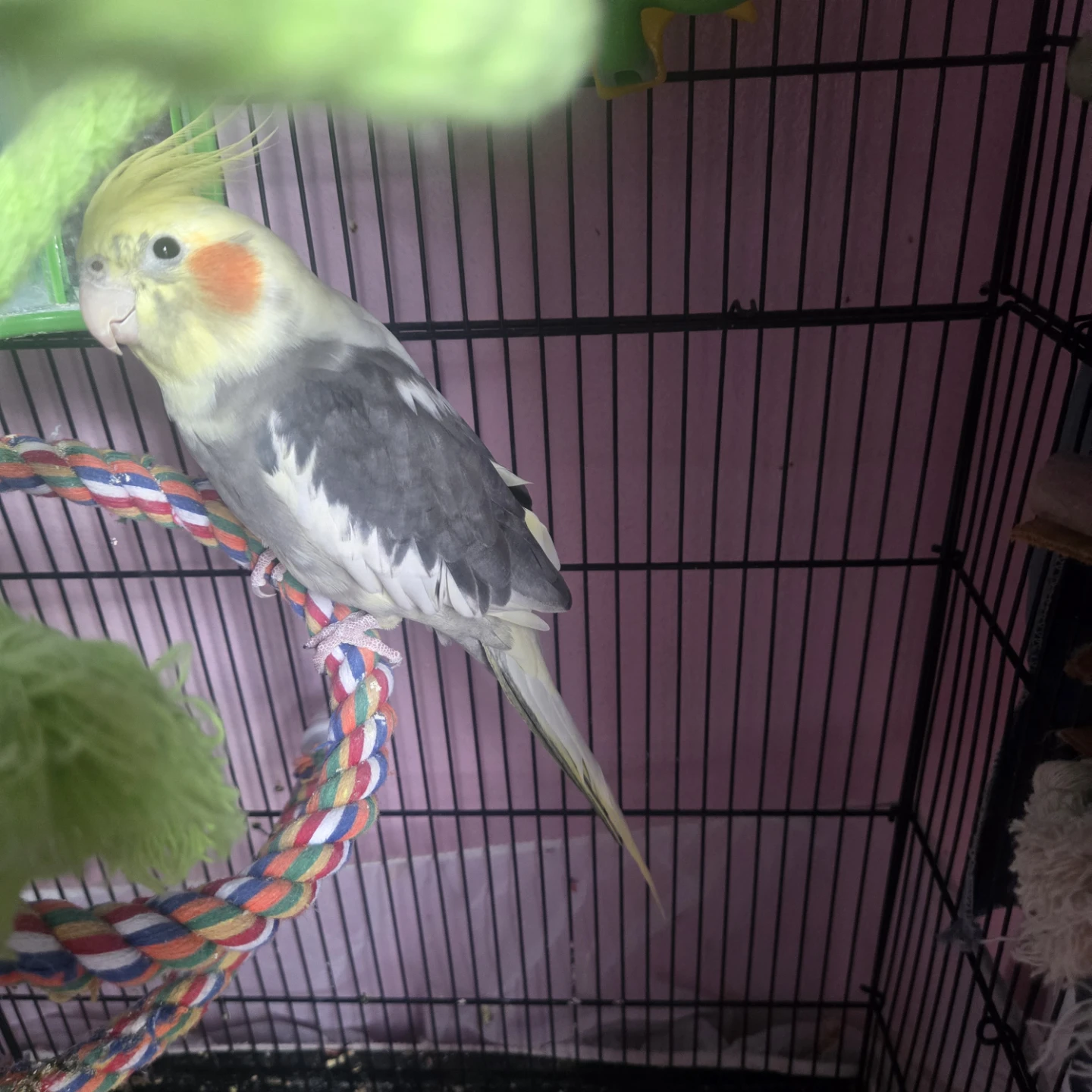 Cockateil male bird - photo 2