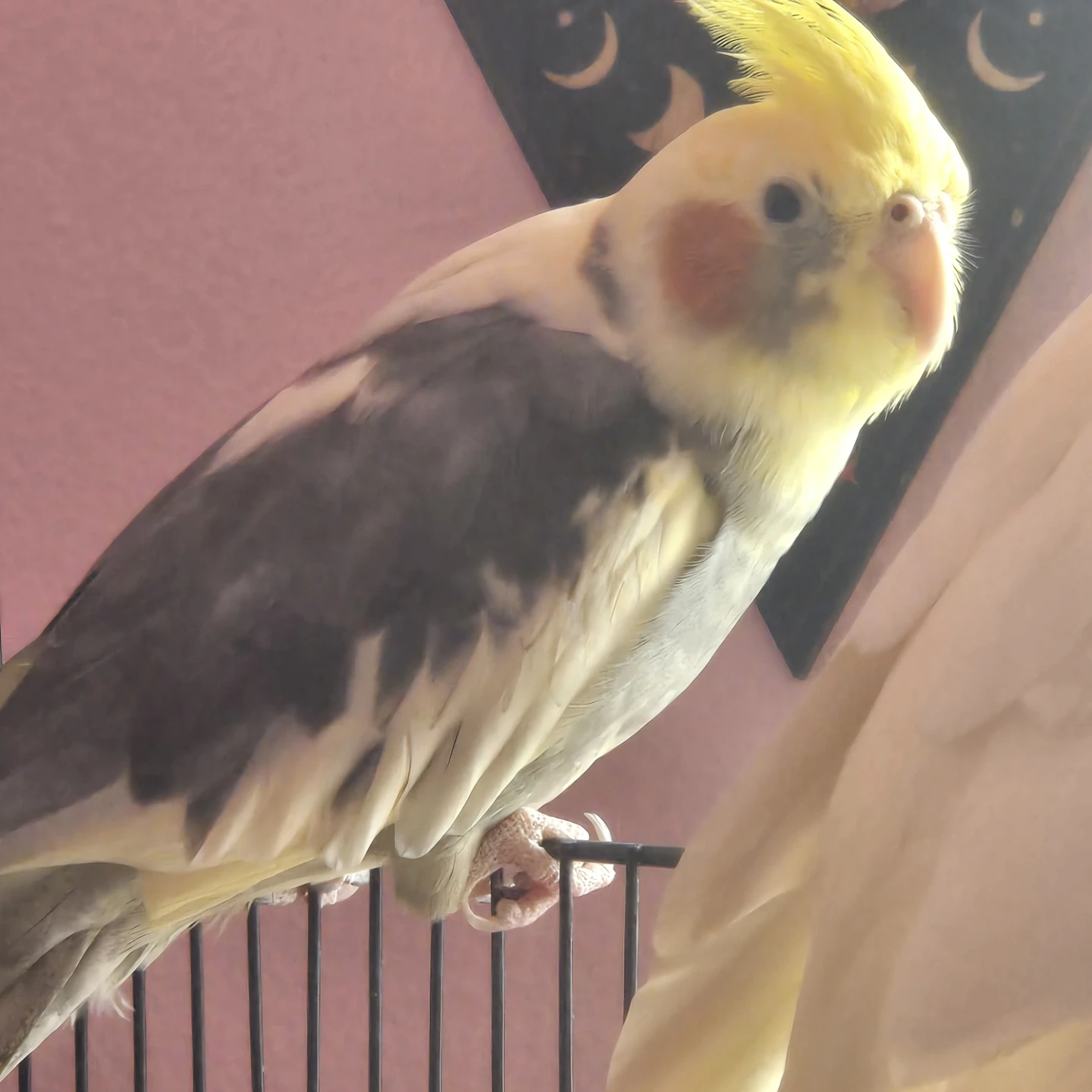 Cockateil male bird