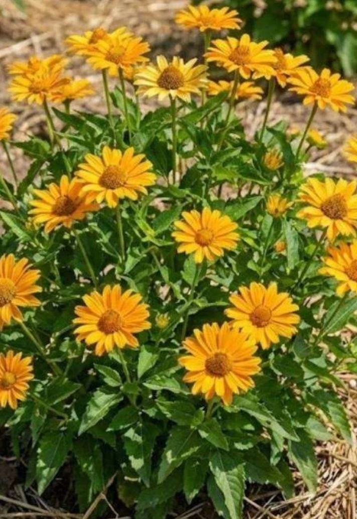 Native False Sunflower Perennials  ⚽ - photo 2