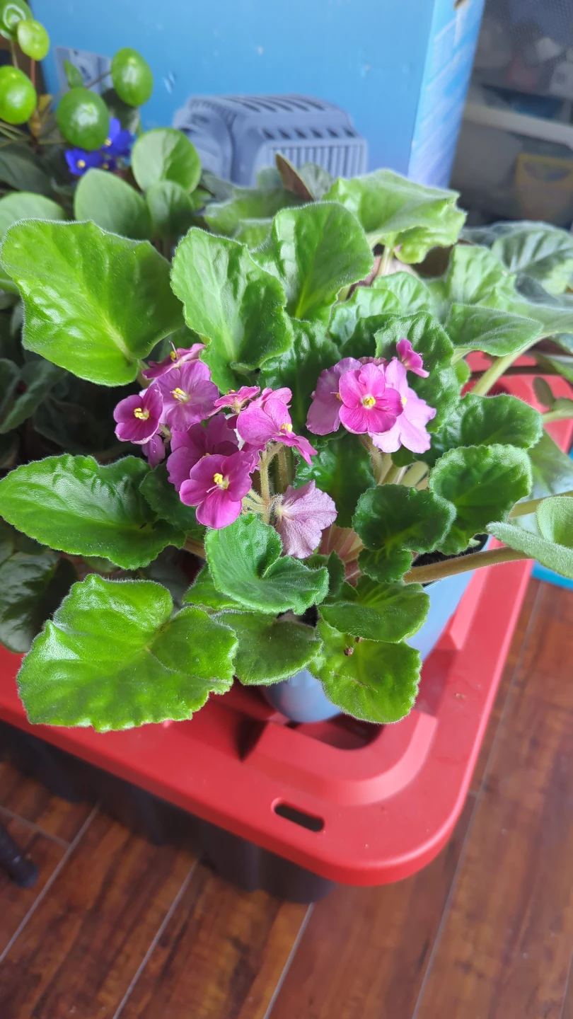 African Violet Plant with Pink Flowers