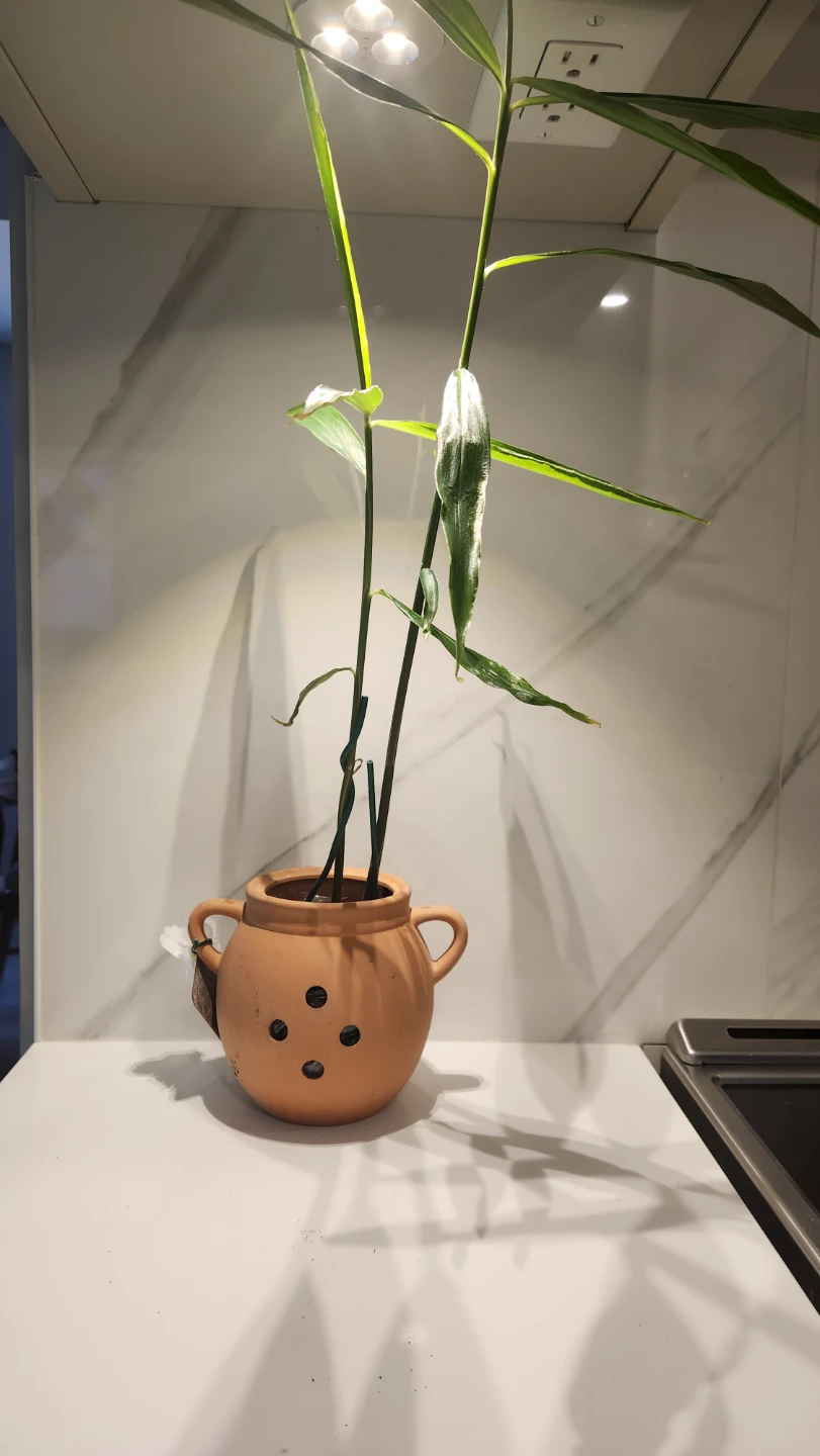 Upcycled Ginger pot planter with plant