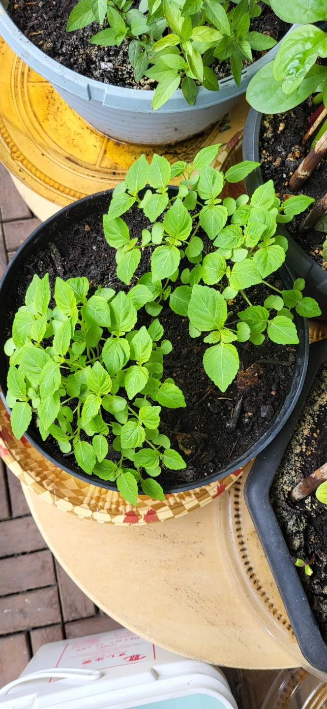 Shiso / Perilla / Kkaenip Plant/ Korean sesame