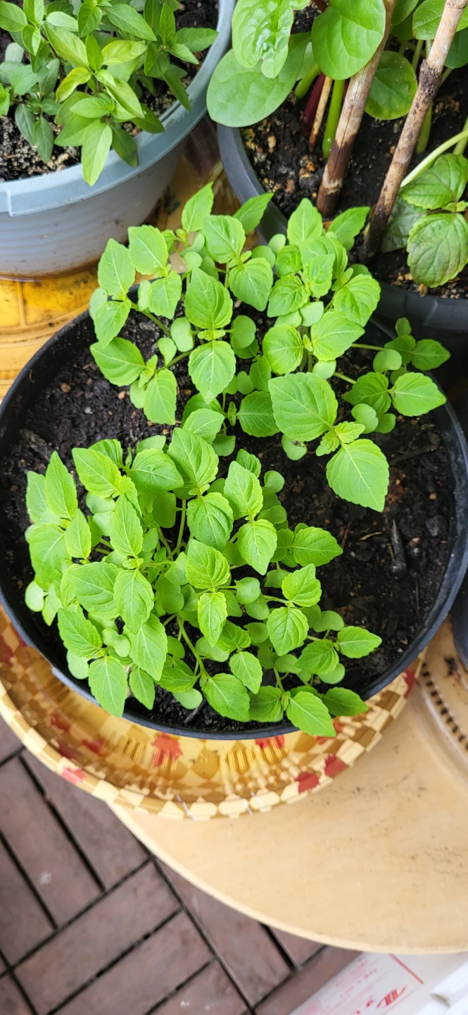 Shiso / Perilla / Kkaenip Plant/ Korean sesame - photo 2