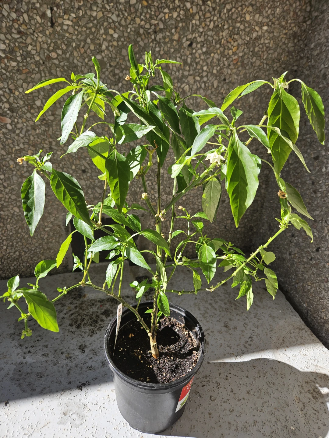Chilli Pepper Plant