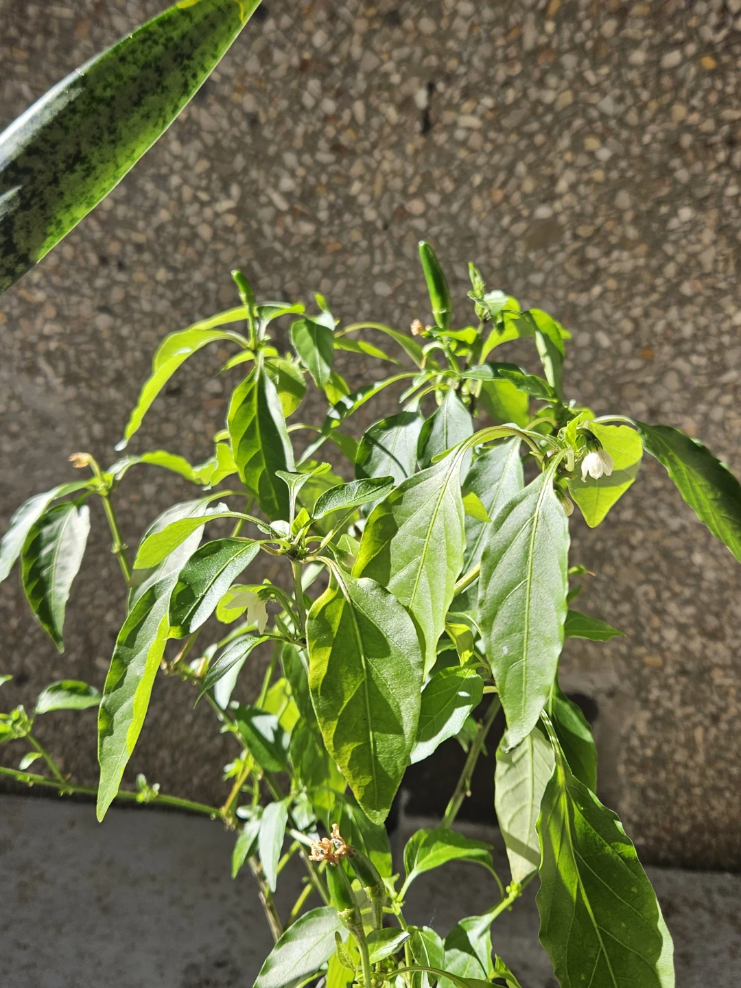Chilli Pepper Plant - photo 2