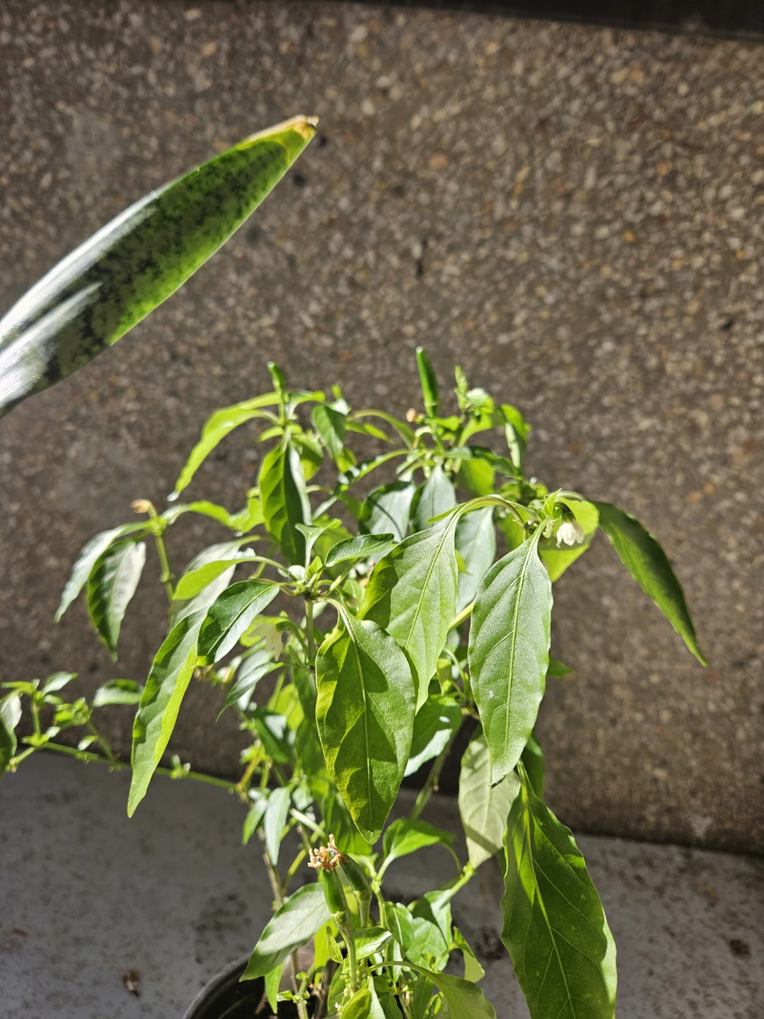 Chilli Pepper Plant - photo 3