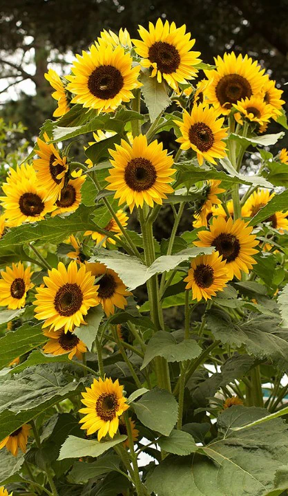 Sunflower plant starts