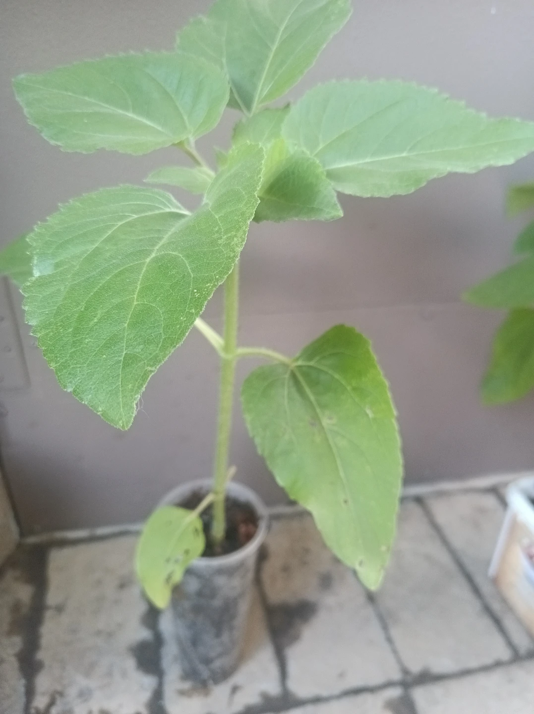 Sunflower plant starts - photo 2