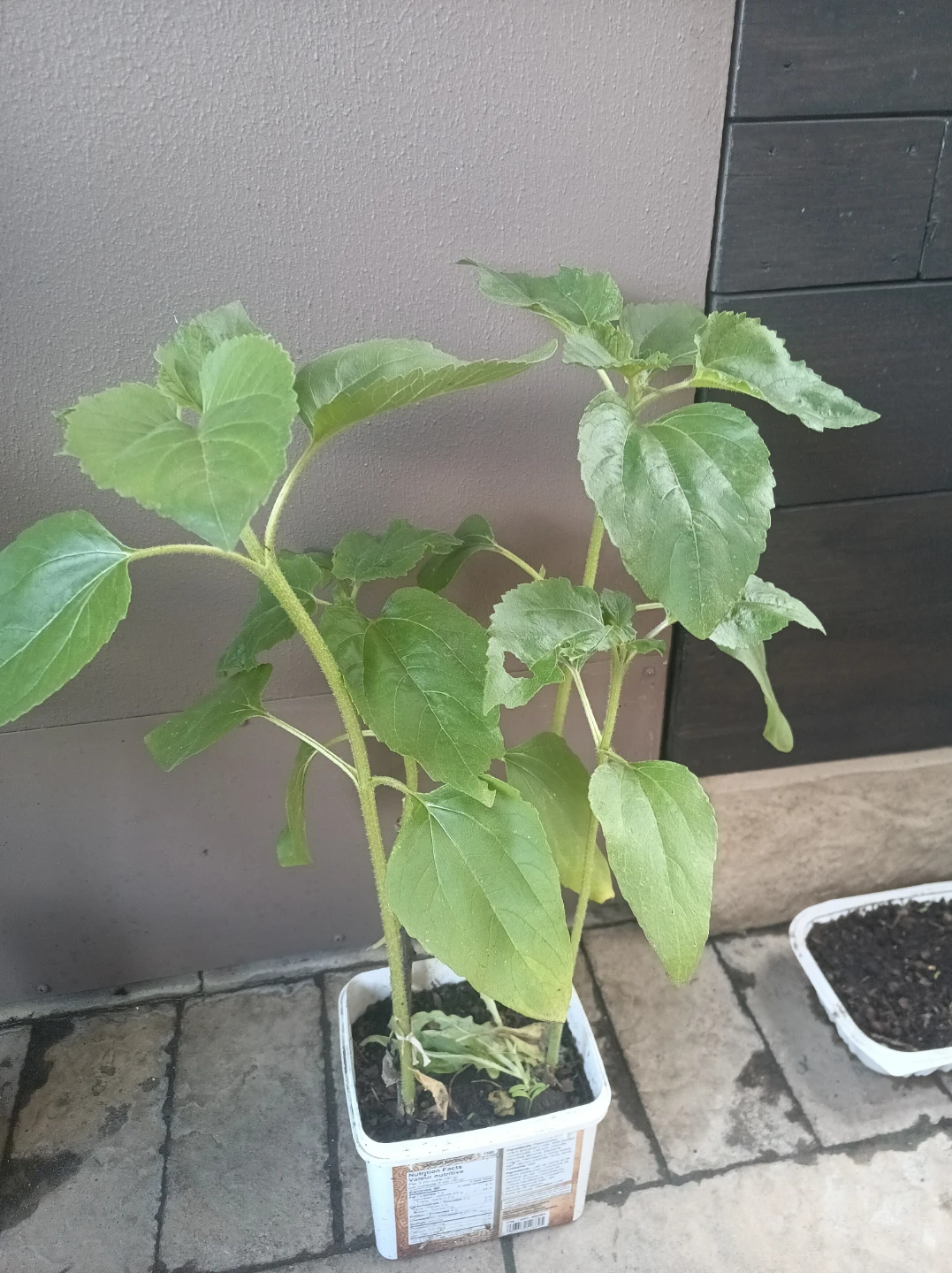 Sunflower plant starts - photo 3