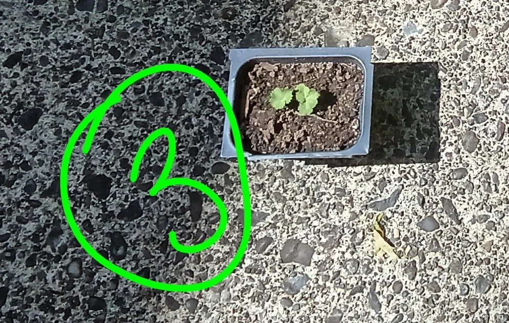 Lady's Mantle