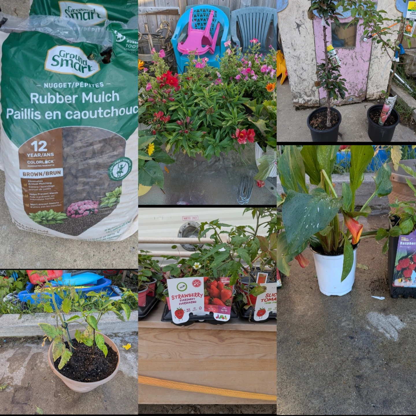 Plants &  Rubber Mulch $5