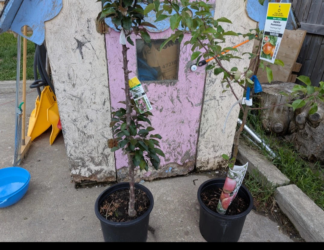 Plants &  Rubber Mulch $5 - photo 4