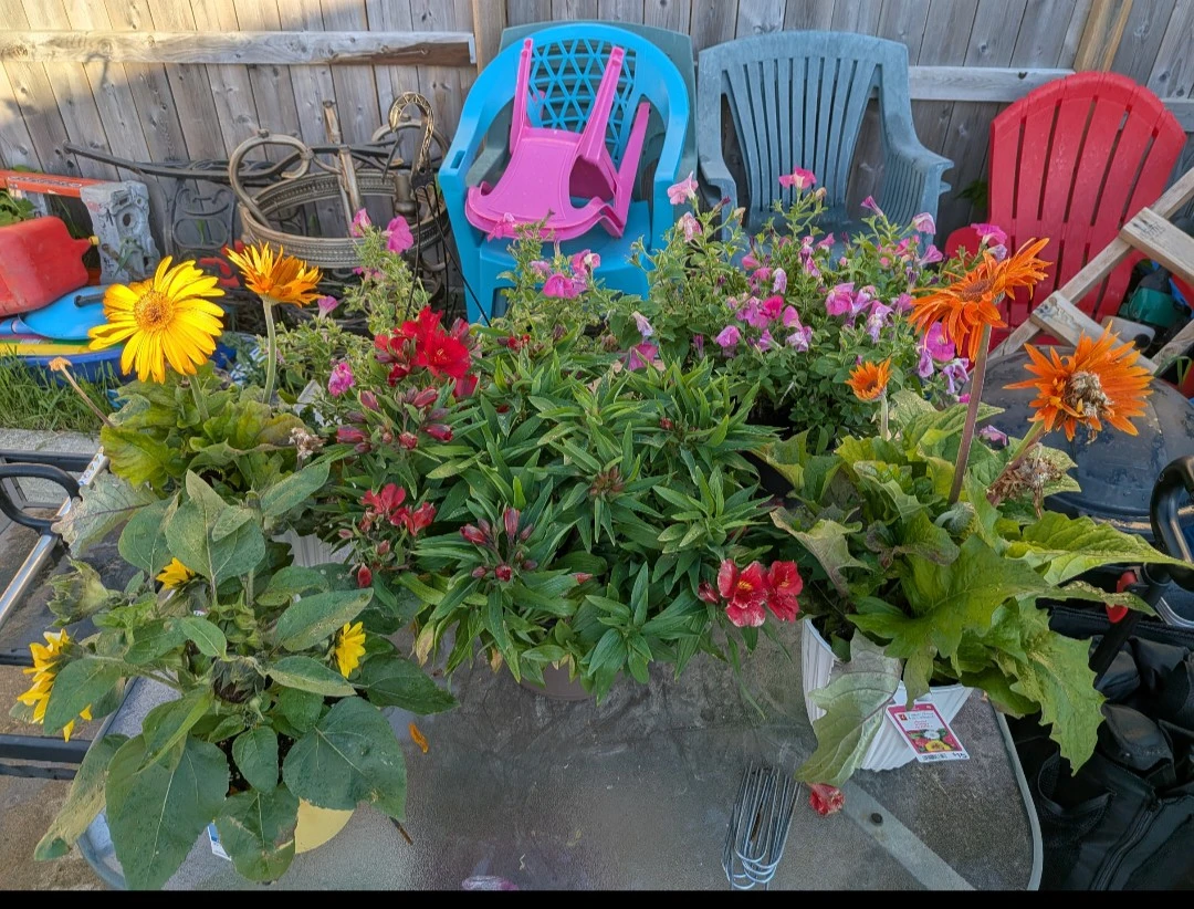 Plants &  Rubber Mulch $5 - photo 5