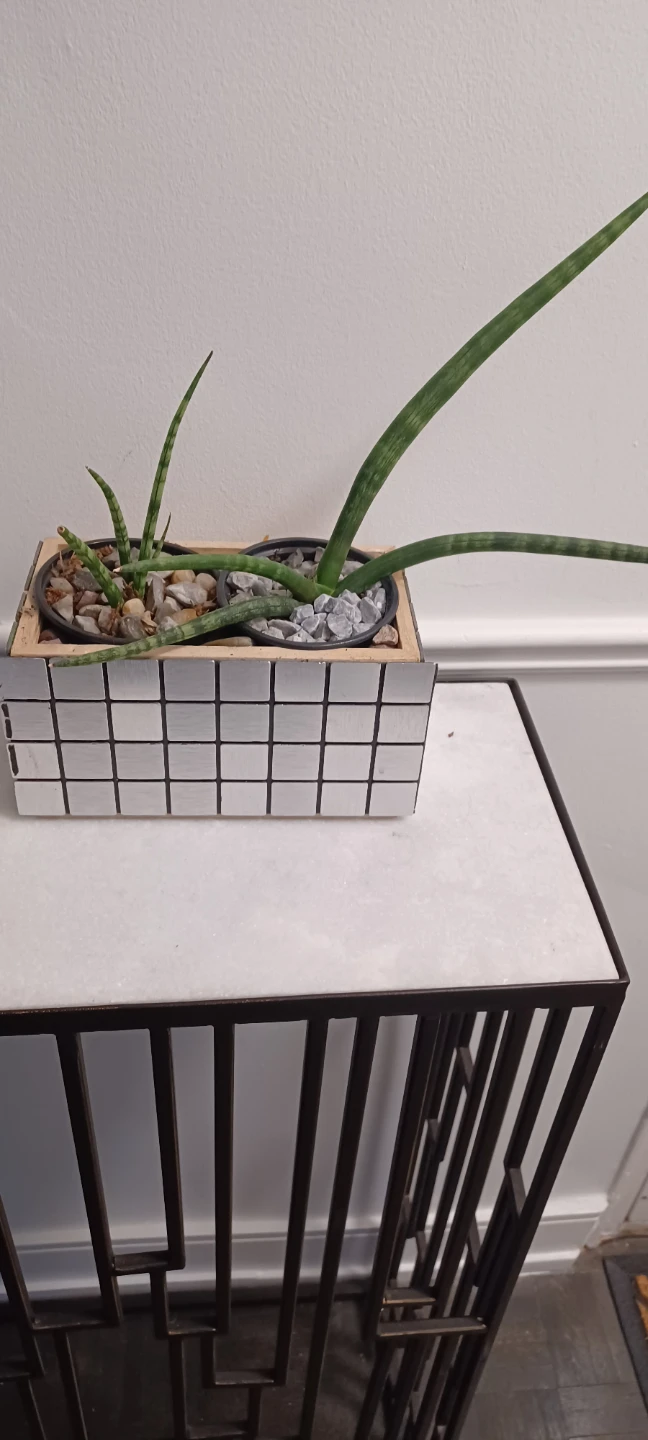 Cylindrical Snake Plant in Decorative Planter
