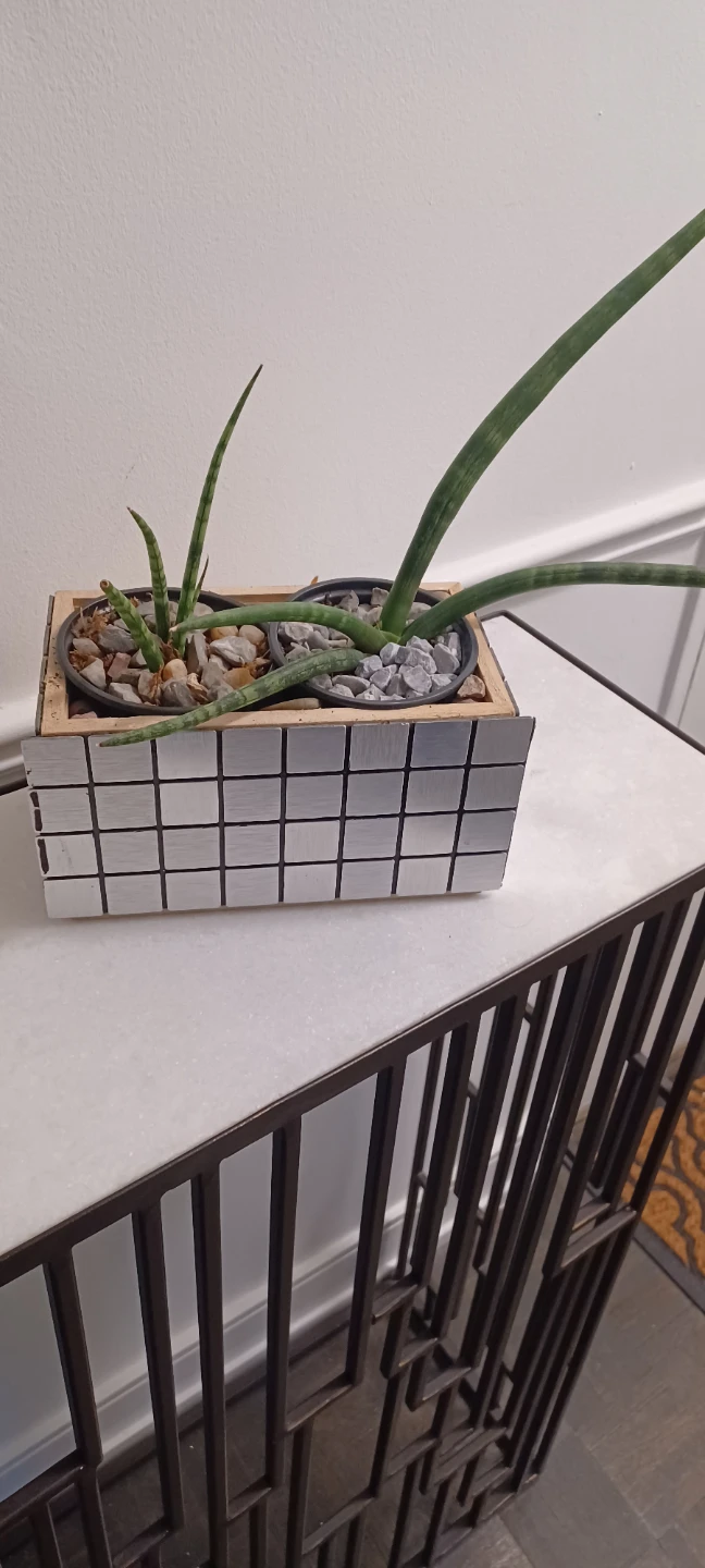 Cylindrical Snake Plant in Decorative Planter - photo 2