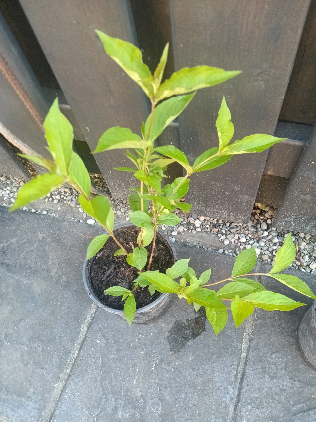 Weigela Plant - photo 2