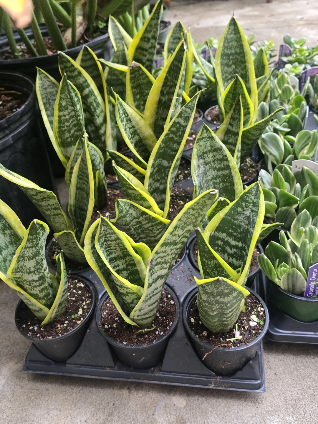 Sansevieria Plant