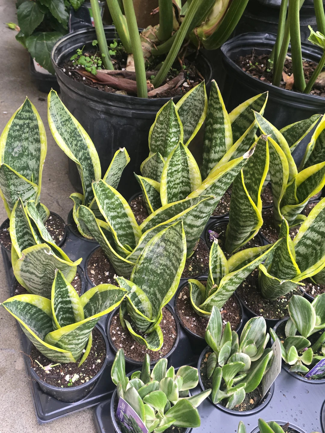Sansevieria Plant - photo 2