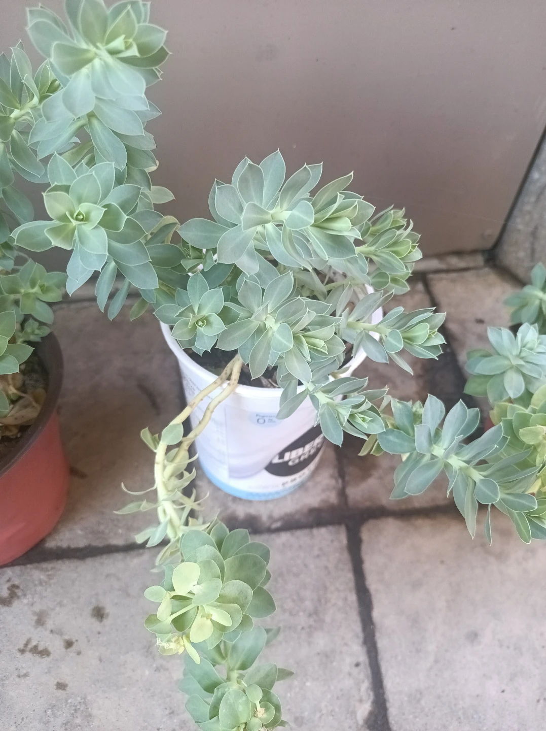 Sedum succulents - photo 2