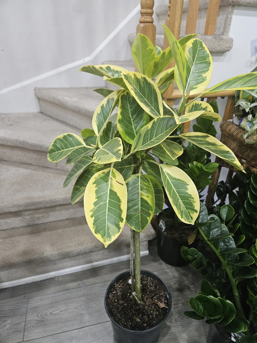 Variegated Rubber Plant standard - photo 2