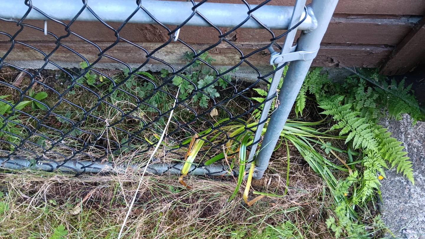 Chain link fence gate - photo 2