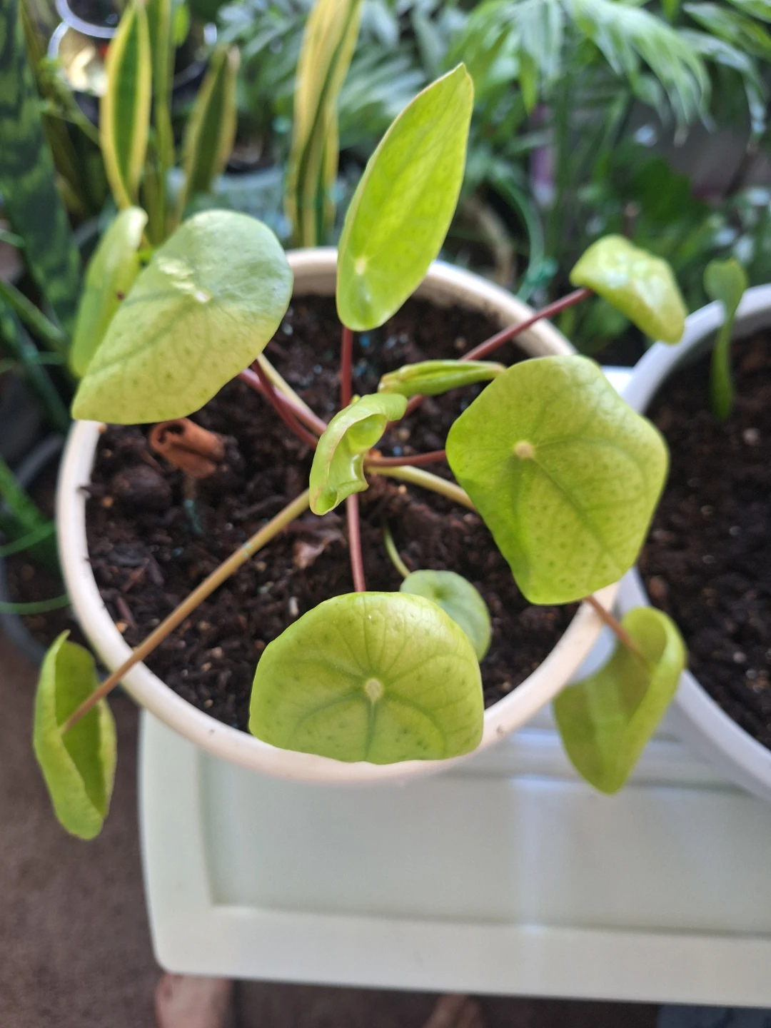 Pilea Peperomioides Plant in a white ceramic Pot⚽ - photo 2