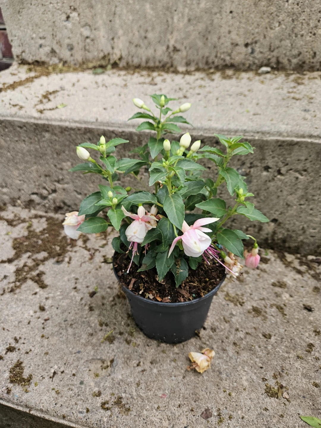 Fuchsia Plant ⚽️