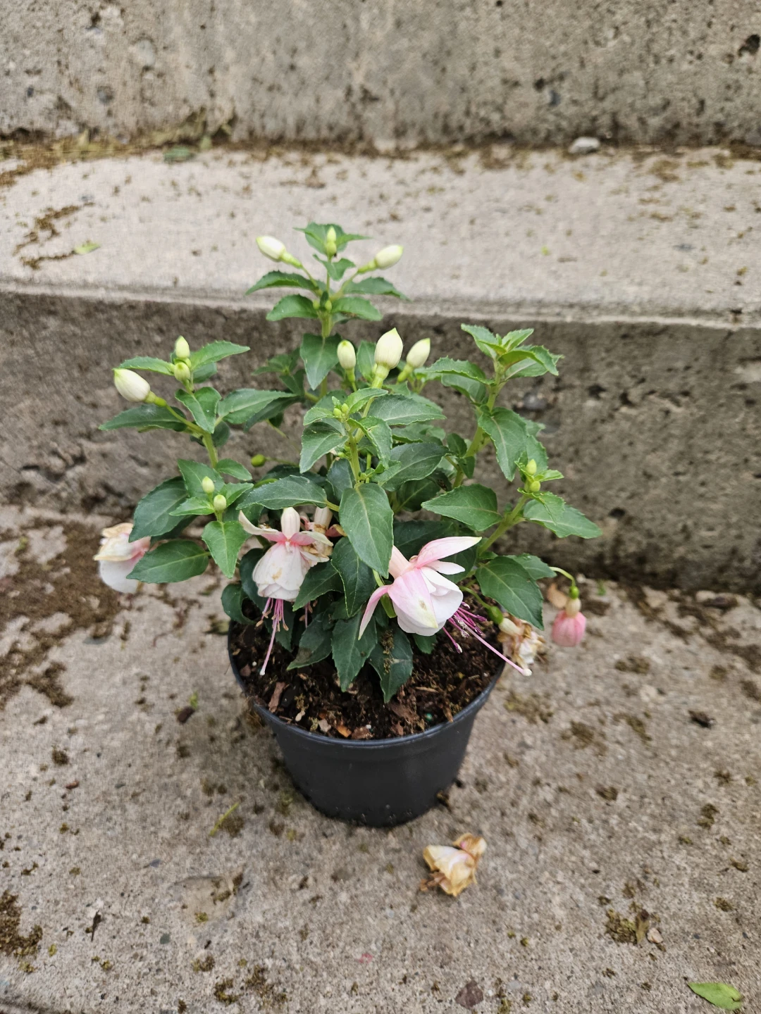 Fuchsia Plant ⚽️ - photo 2
