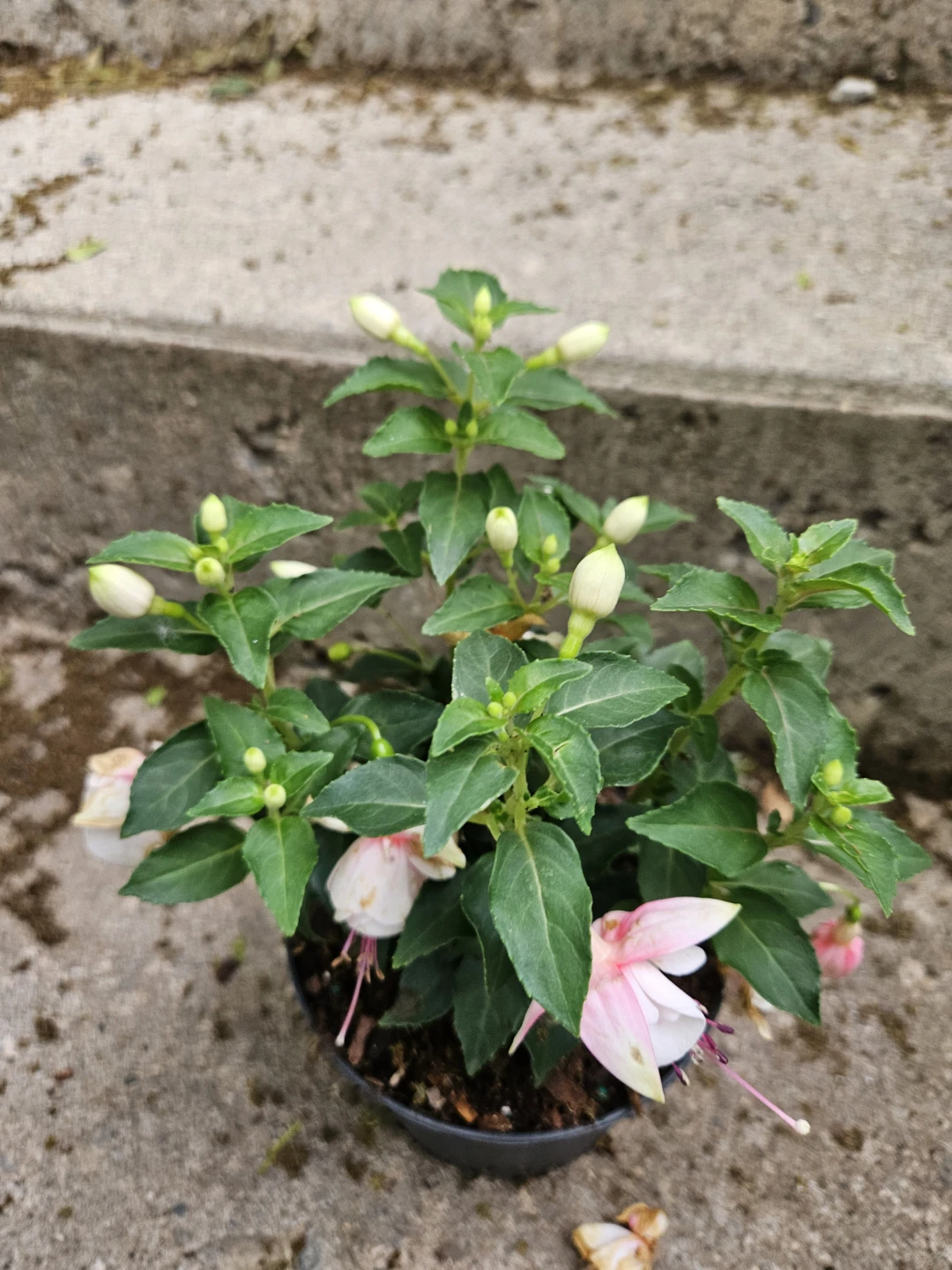 Fuchsia Plant ⚽️ - photo 3