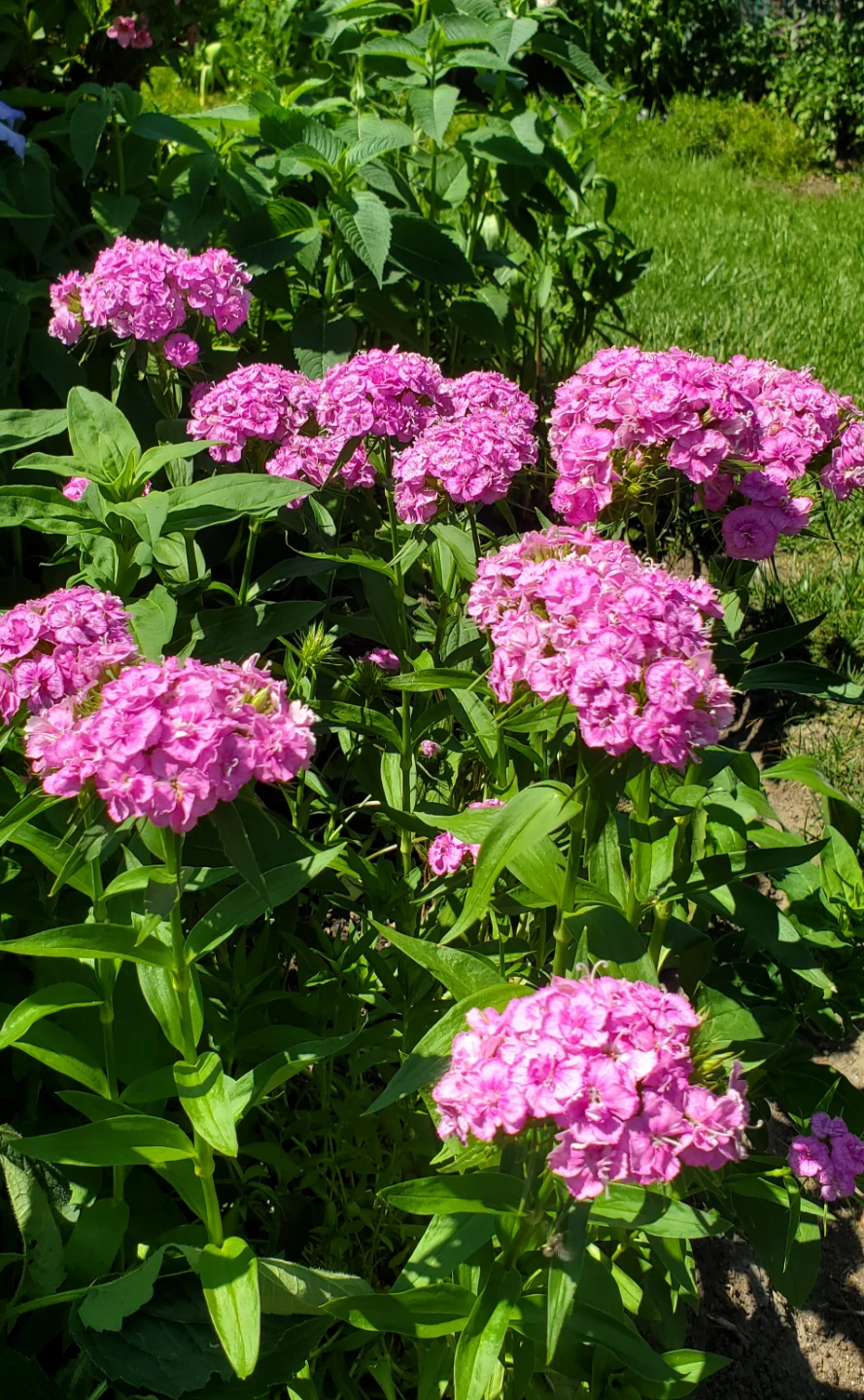 Sweet William