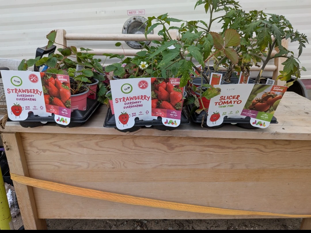 Plants &  Rubber Mulch $5 - photo 3