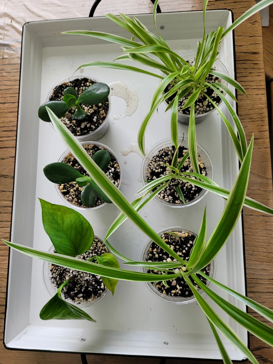 Air Purifying Plants Spider Jade Pothos