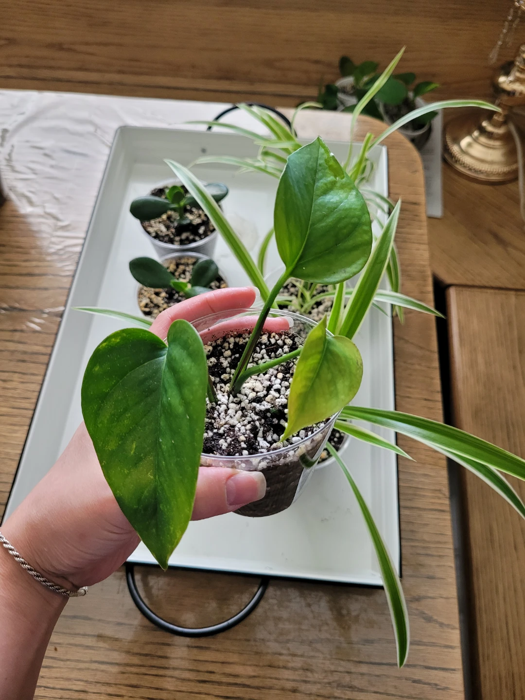 Air Purifying Plants Spider Jade Pothos - photo 3