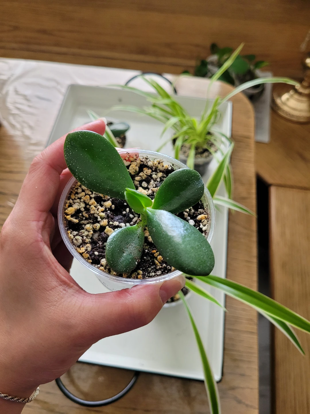 Air Purifying Plants Spider Jade Pothos - photo 4