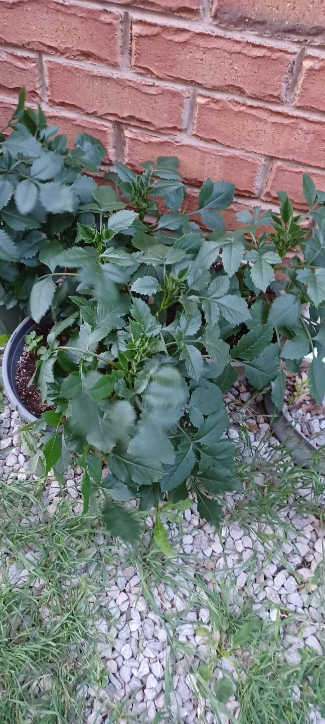Dahlia Plants in Pots