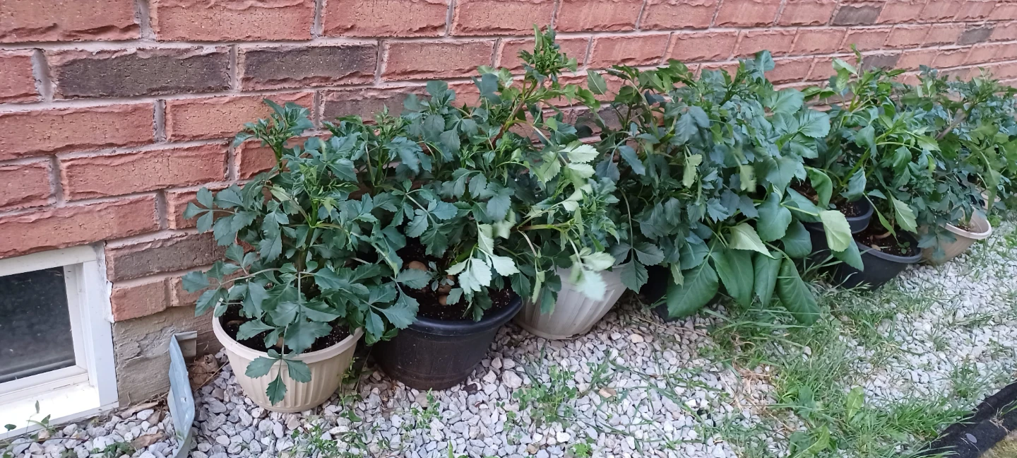 Dahlia Plants in Pots - photo 2
