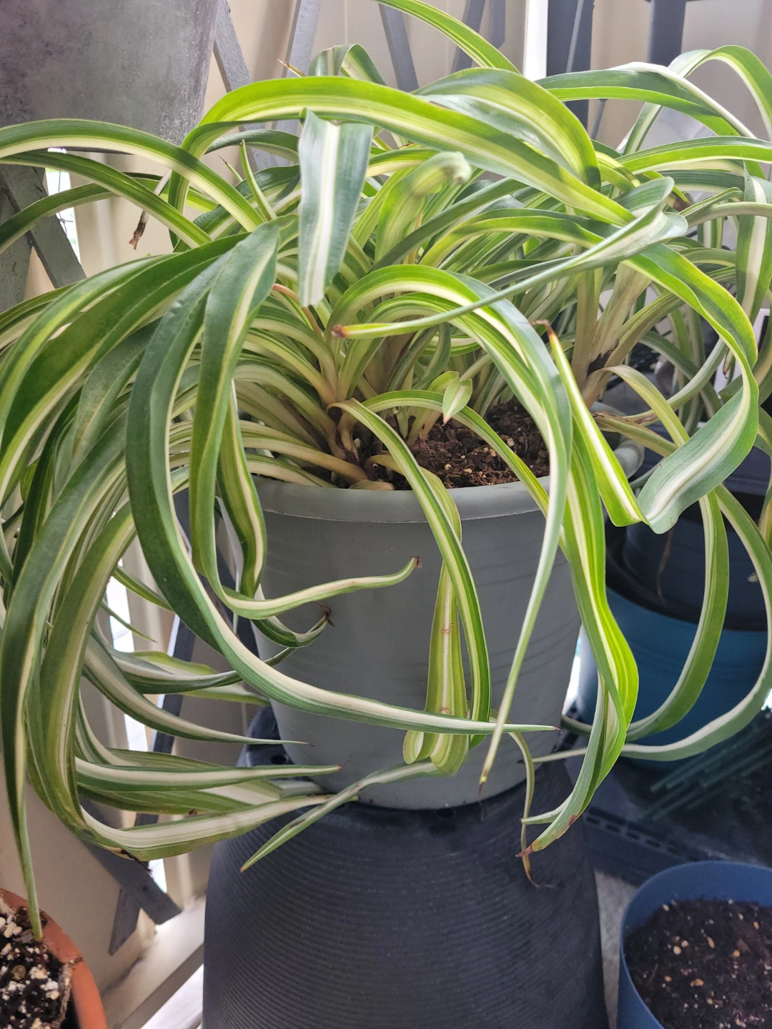 ⚽ Spider Plant