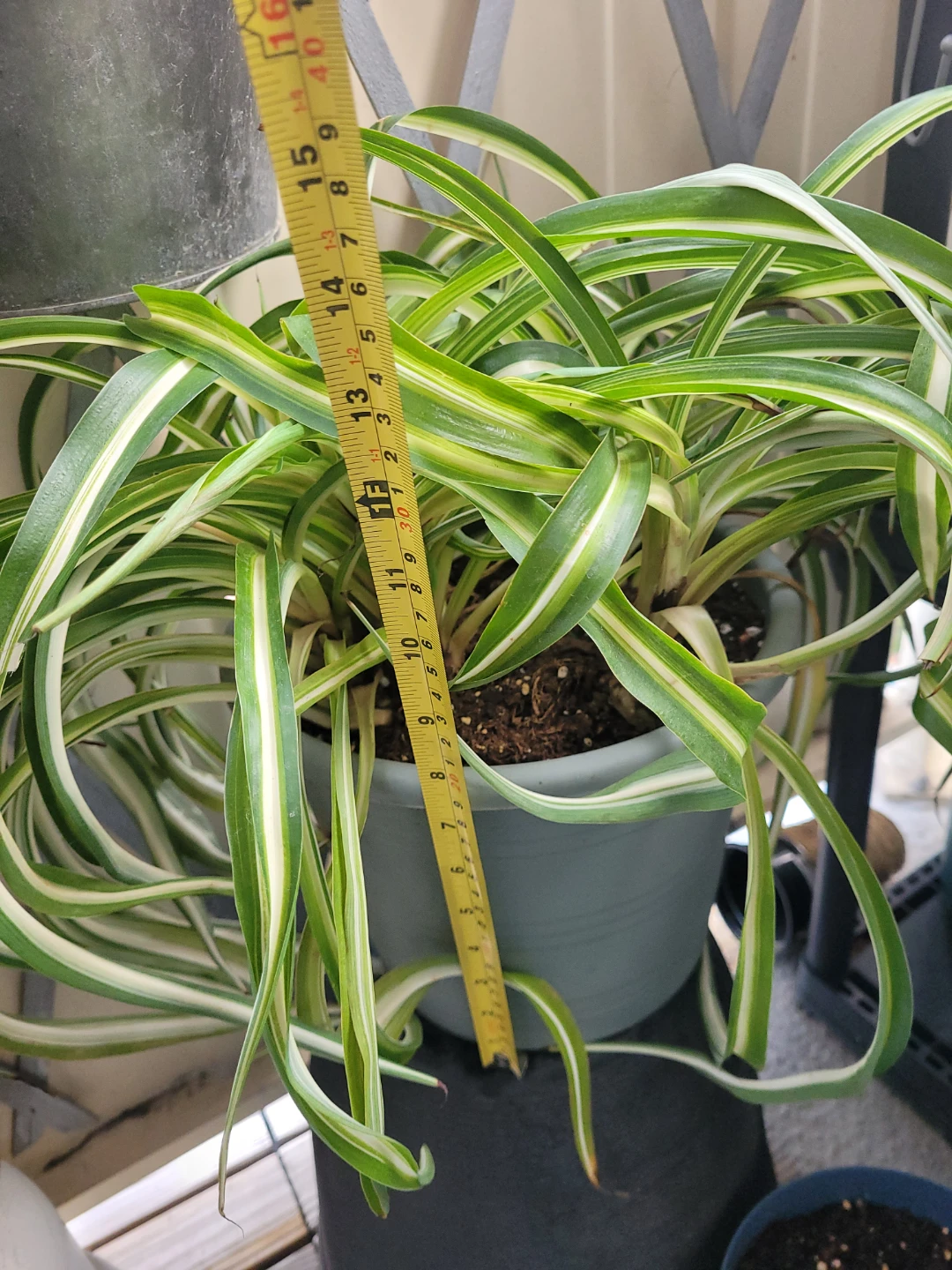 ⚽ Spider Plant - photo 2