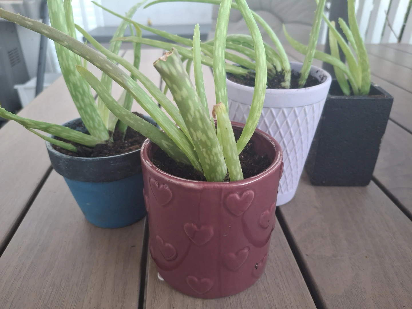 Aloe Vera Plants in Decorative Pots