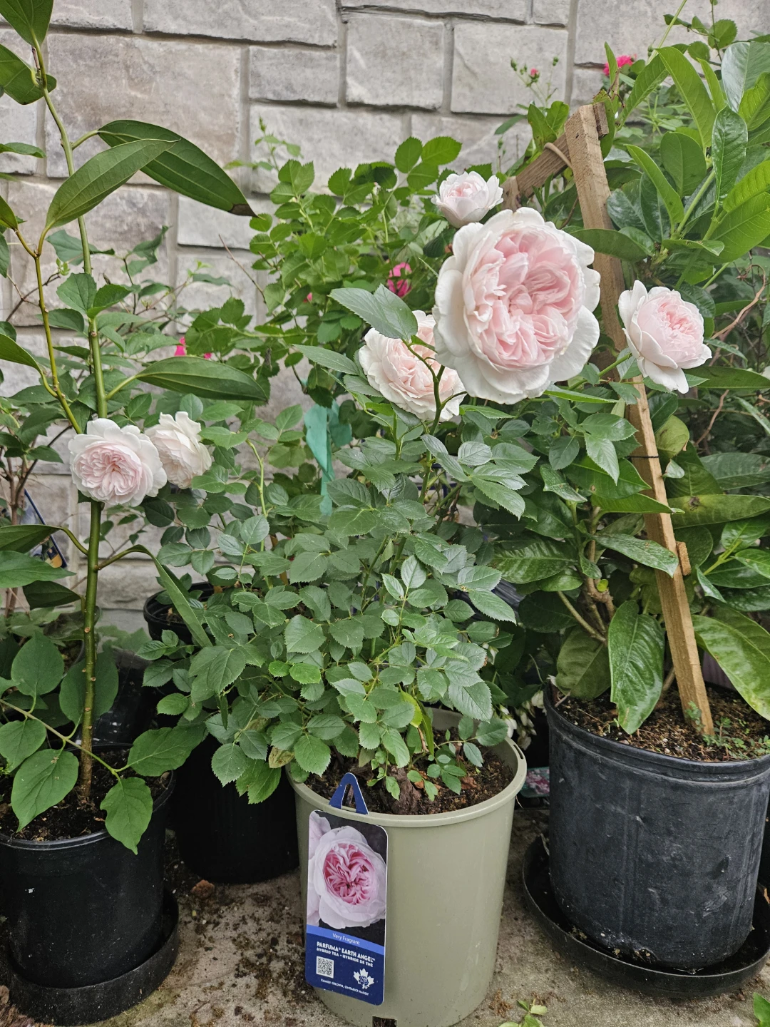 Perfumee earthangel" Rose Plant⚽️