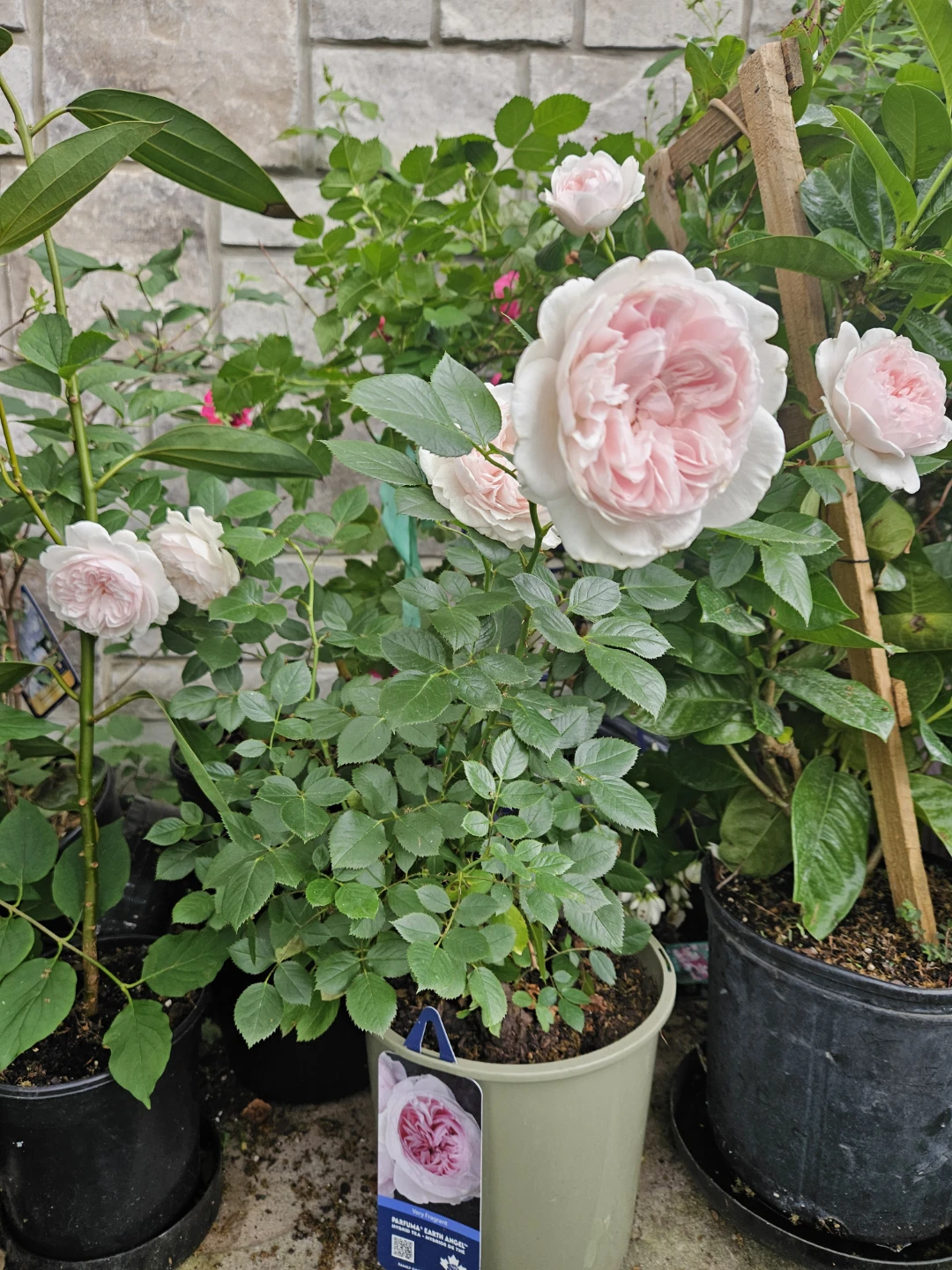 Perfumee earthangel" Rose Plant⚽️ - photo 2