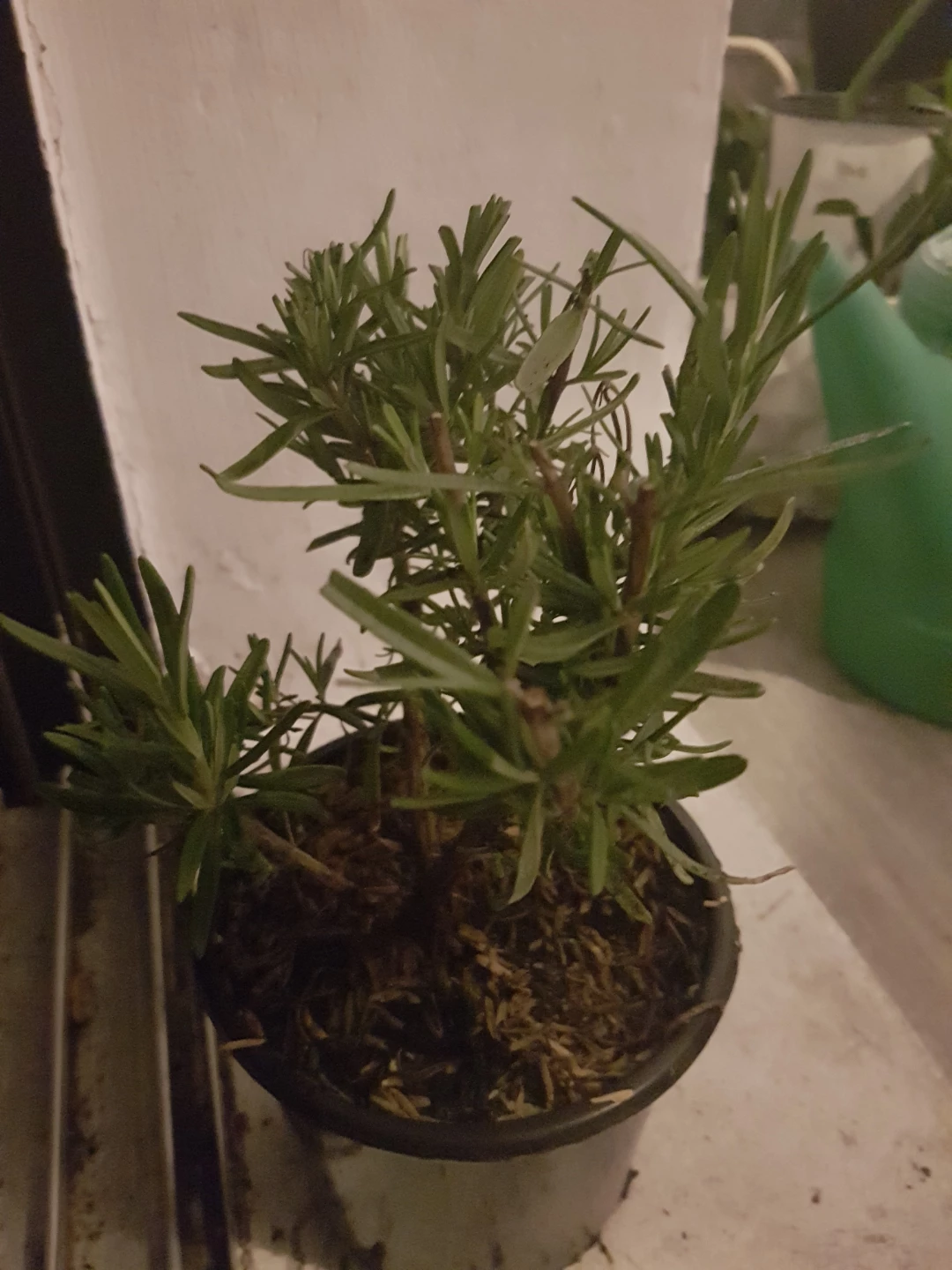 Rosemary plants - photo 4