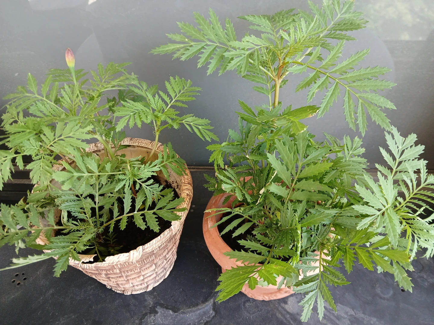 Two pots of Marigold Plants. $6 per pot FIRM. 8 plants per pot.