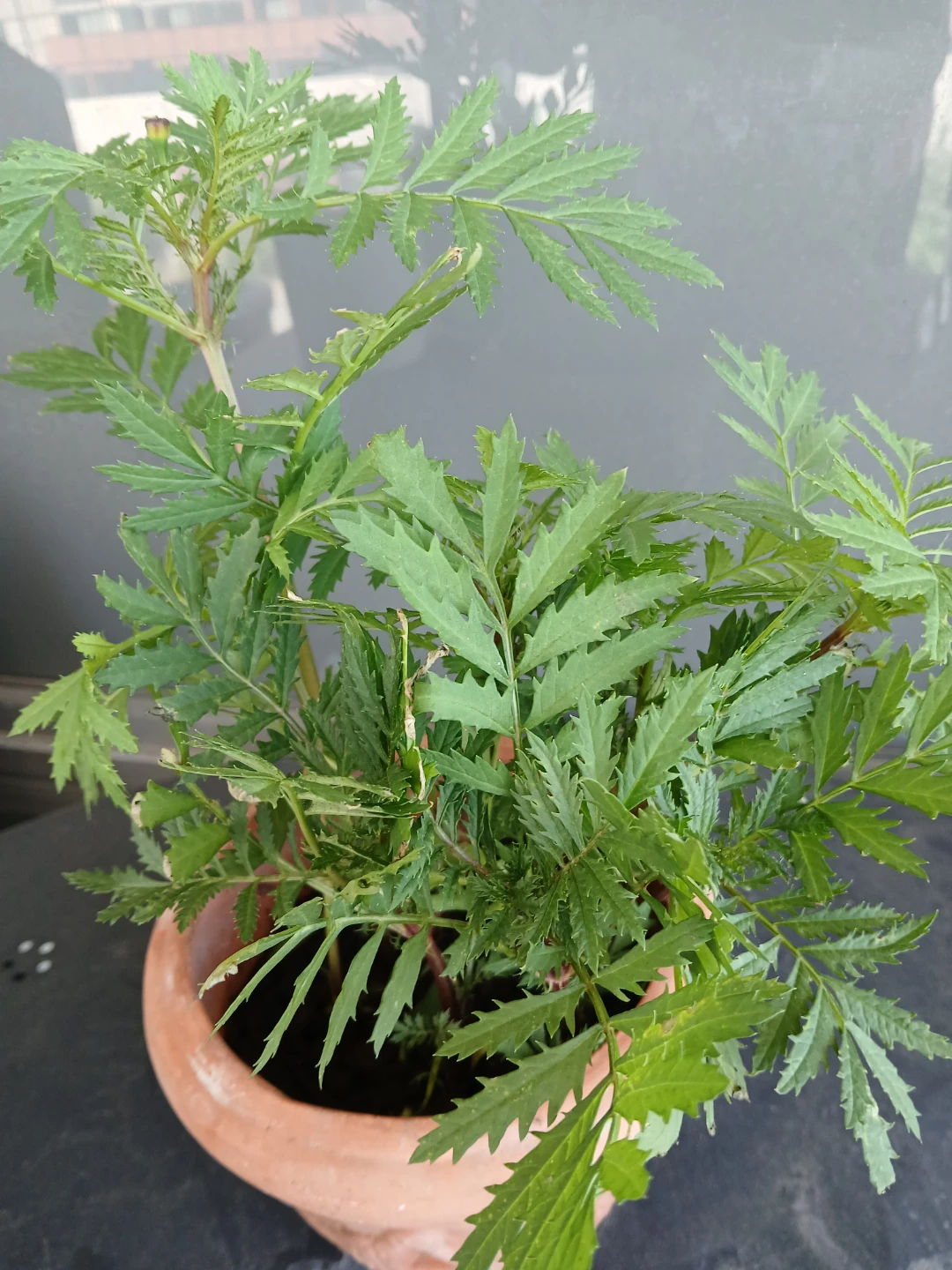 Two pots of Marigold Plants. $6 per pot FIRM. 8 plants per pot. - photo 3