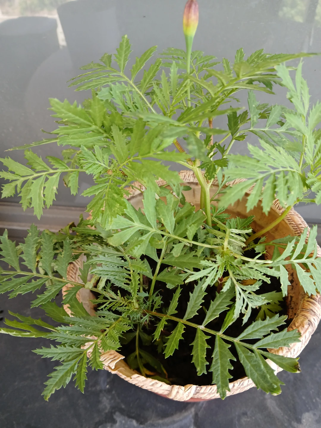 Two pots of Marigold Plants. $6 per pot FIRM. 8 plants per pot. - photo 4