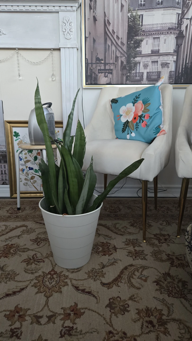 Snake Plant in White Pot