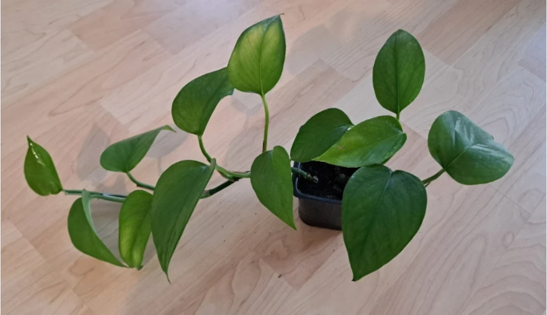 Healthy Pothos Plant
