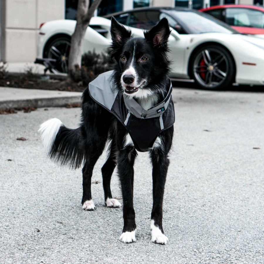 Dog Jacket - Size 24 - photo 4