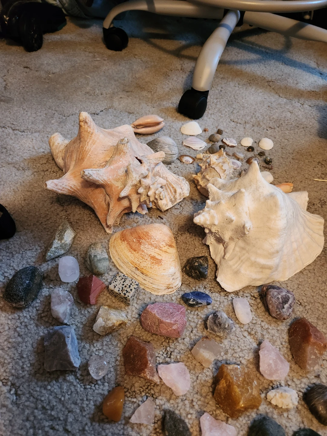 Assorted Seashells and Rocks Collection