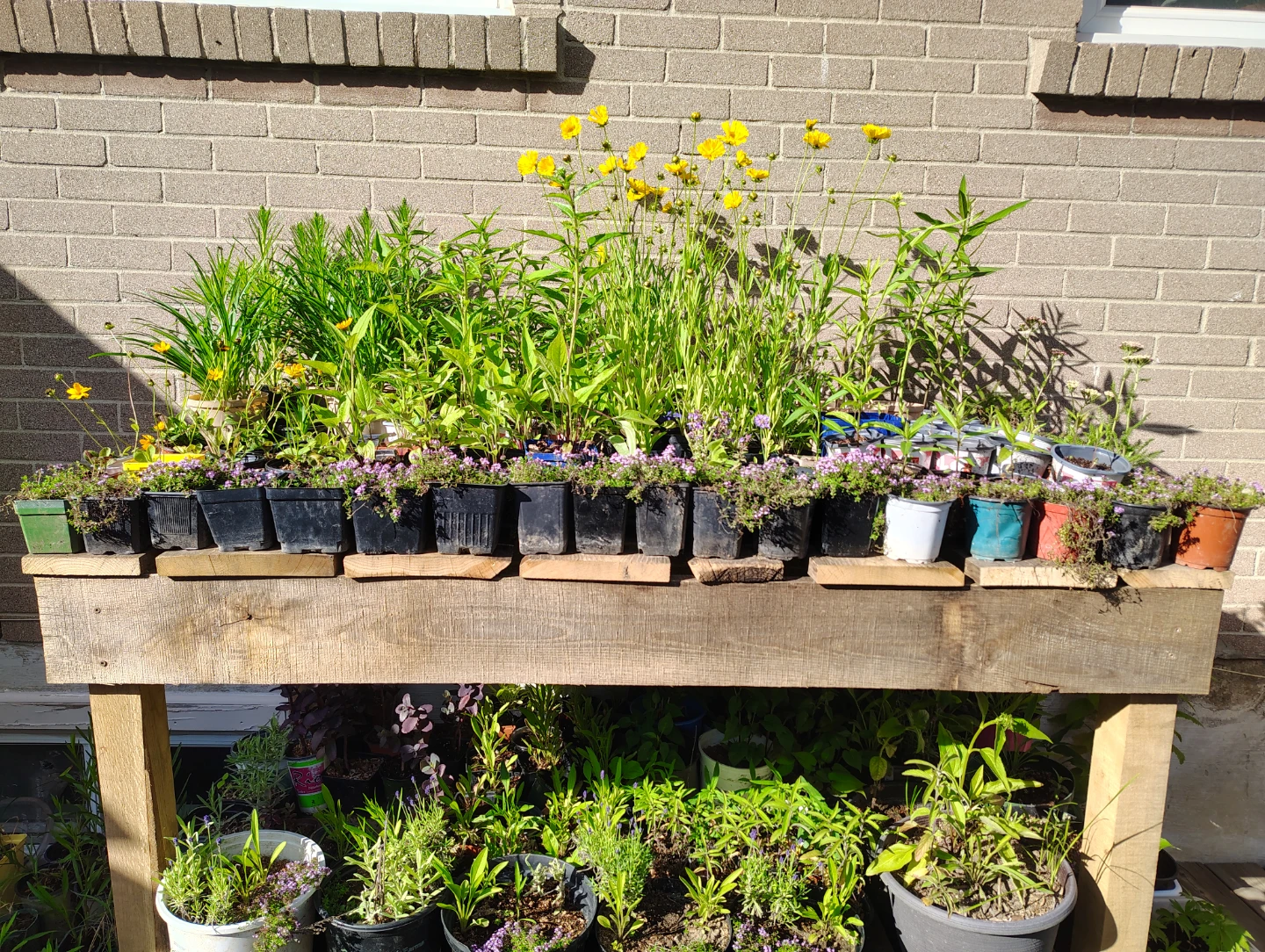 Perennials for sale - photo 2